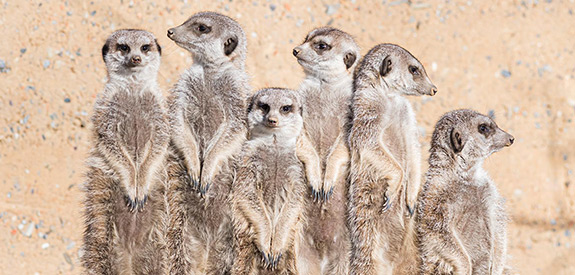 Newsletter du zoo de Bâle